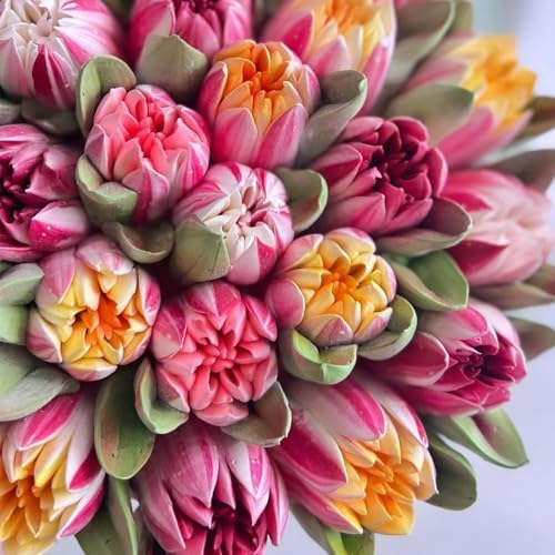 6Pack Extra Large Flower Russian Piping Tips Set, Stainless Steel Rose Tulip Icing Tips For Cake Decorating, Floral Piping Tips Flower Bouquet For Cookies Desserts Baking Tool(XXL,6E) - Image 6