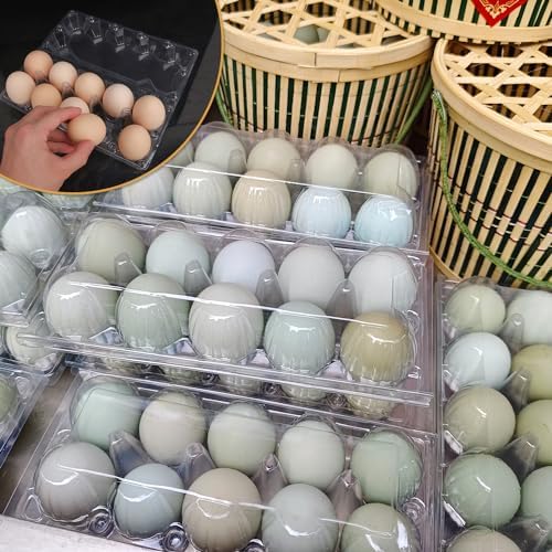 98 Pack Bulk Egg Cartons, Clear Plastic Chicken Egg Holders, Egg Tray Carton Holder for Home & Kitchen, Farm & Market Use, An Eco-Friendly Egg Storage Solution, 10 Grids(Medium Size) - Image 5