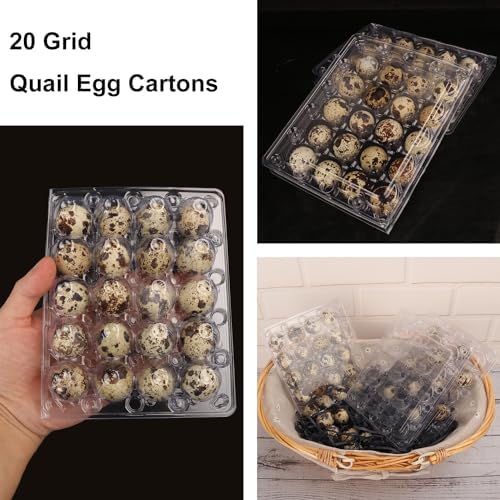 150 Pack Quail Egg Cartons, Clear Plastic Quail Egg Trays, Holds up to 20 Quail Eggs Securely - Your Ultimate Small Eggs Carton Holders for Bulk Storage and Display - Image 4