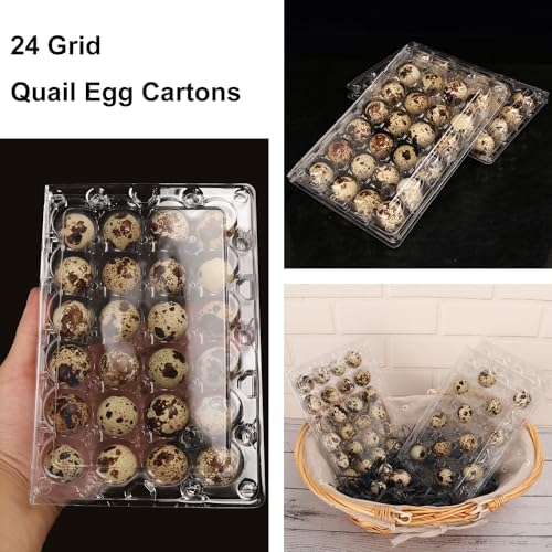 120 Pack Quail Egg Cartons - Clear Plastic Trays Hold 24 Eggs Securely, Ultimate Small Egg Holders for Bulk Storage and Display - Image 4