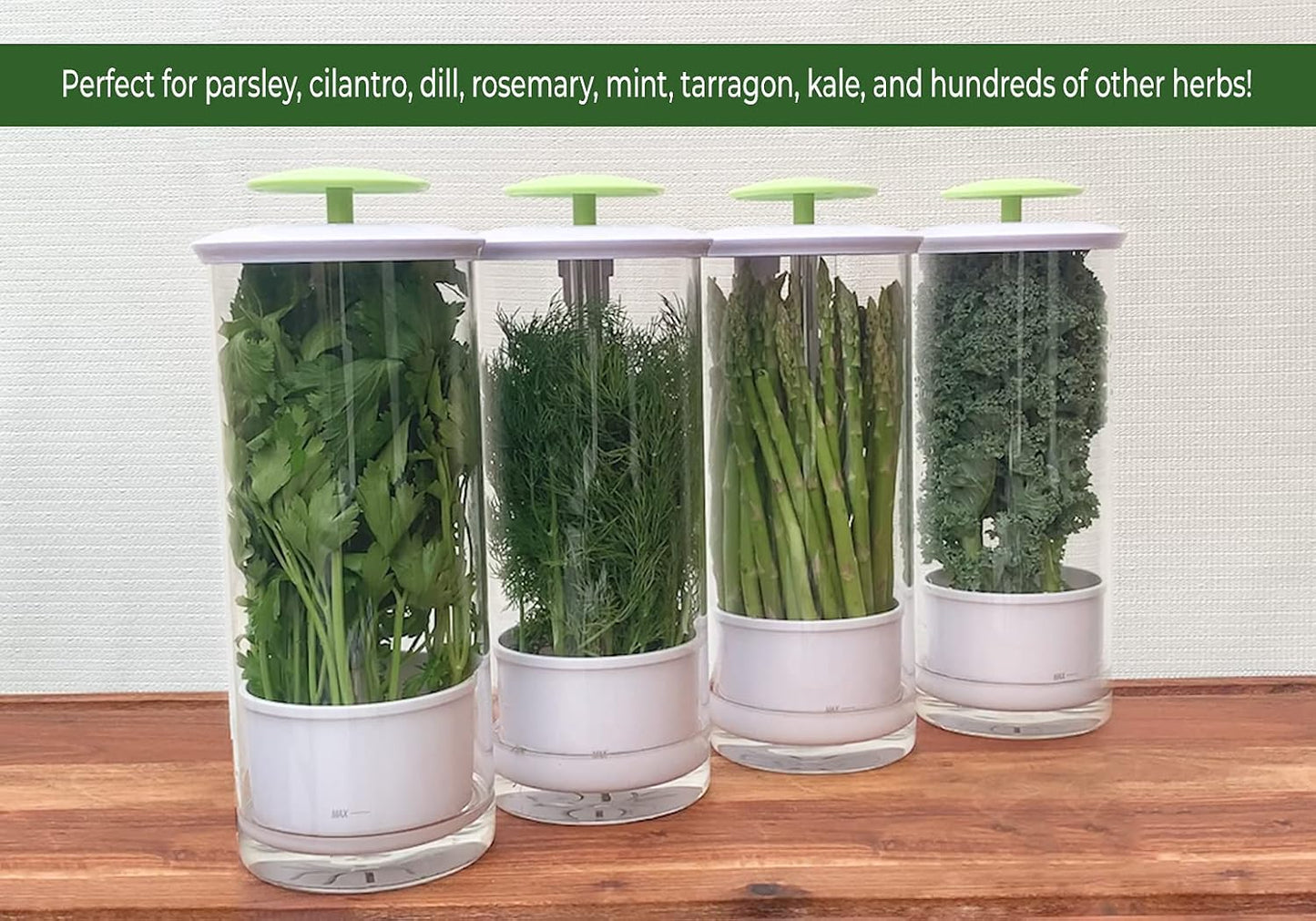 XXL Herb Keeper and Herb Saver – Glass Storage Container for Cilantro, Mint, Parsley, Asparagus, Keeps Greens Fresh for 2-3 Weeks