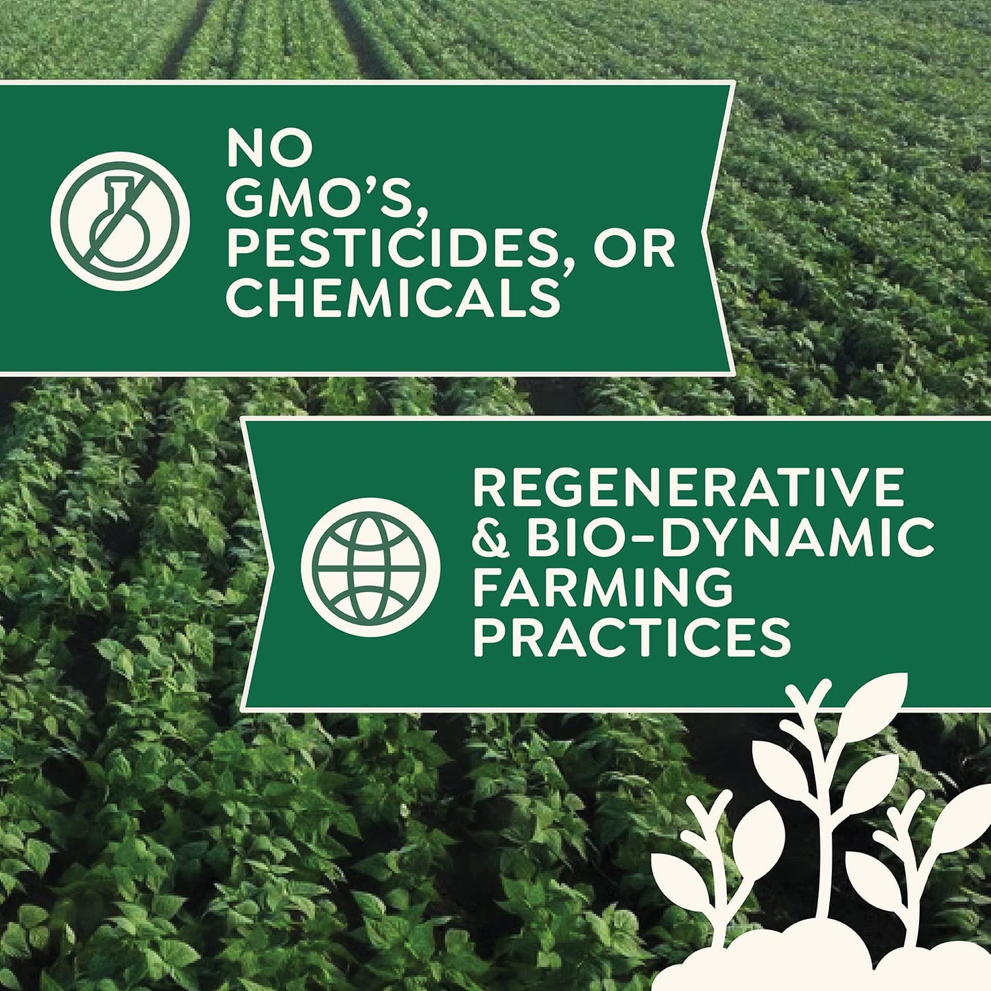 Organic Whole Wheat Flour 5 lb - Non-GMO, Pesticide-Free, Regenerative Organic Certified for Baking Bread, Pizza, Pasta, & More by Doudlah Farms